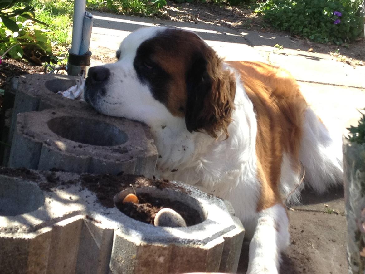 Nye billeder af Odin billede 9