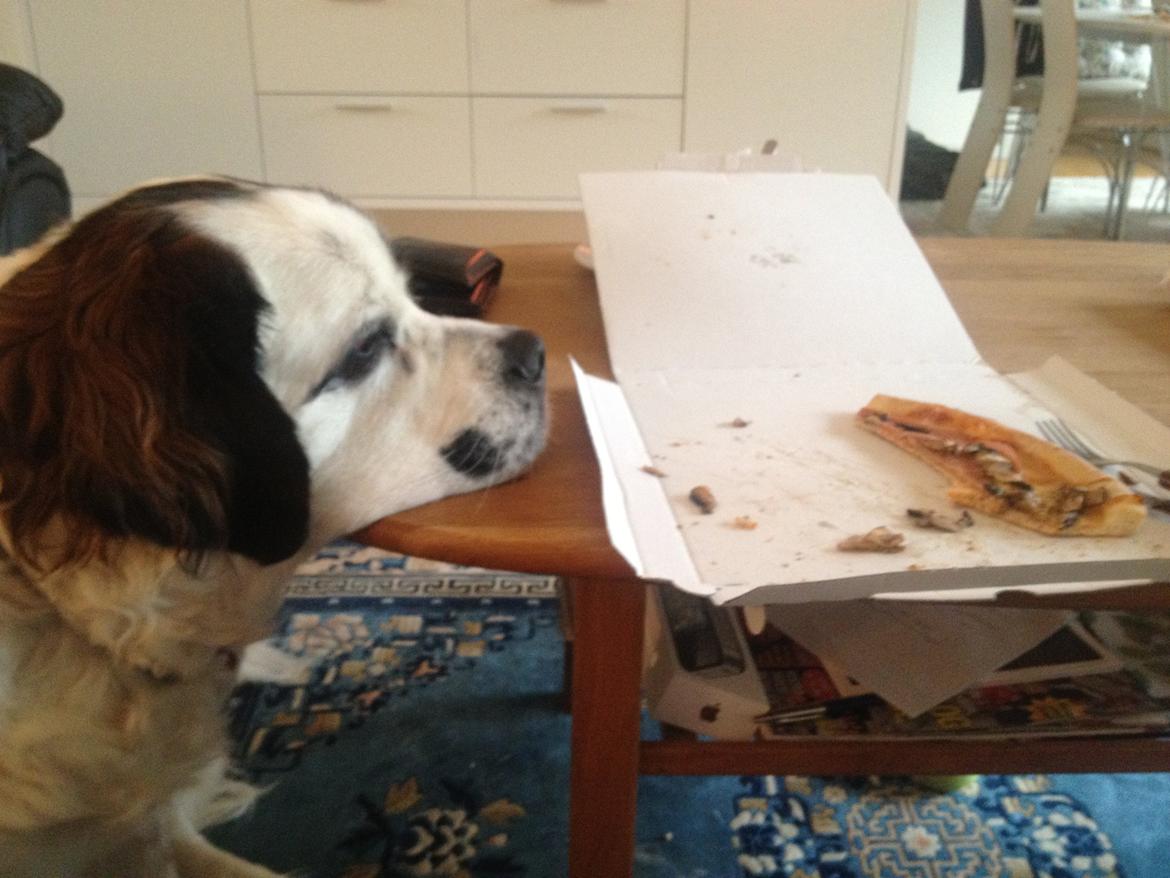 Nye billeder af Odin - mmmmmm .... lækker pizza billede 10