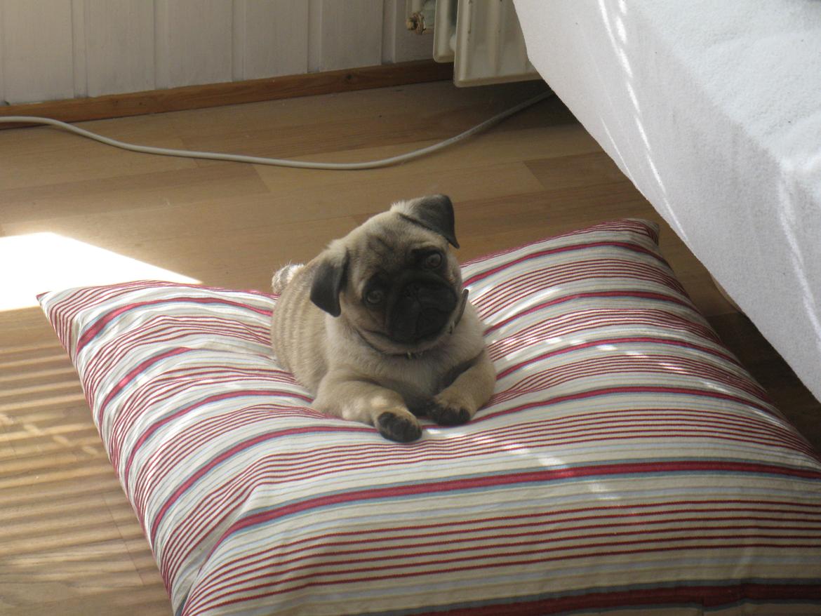 Lille Pelle billede 7