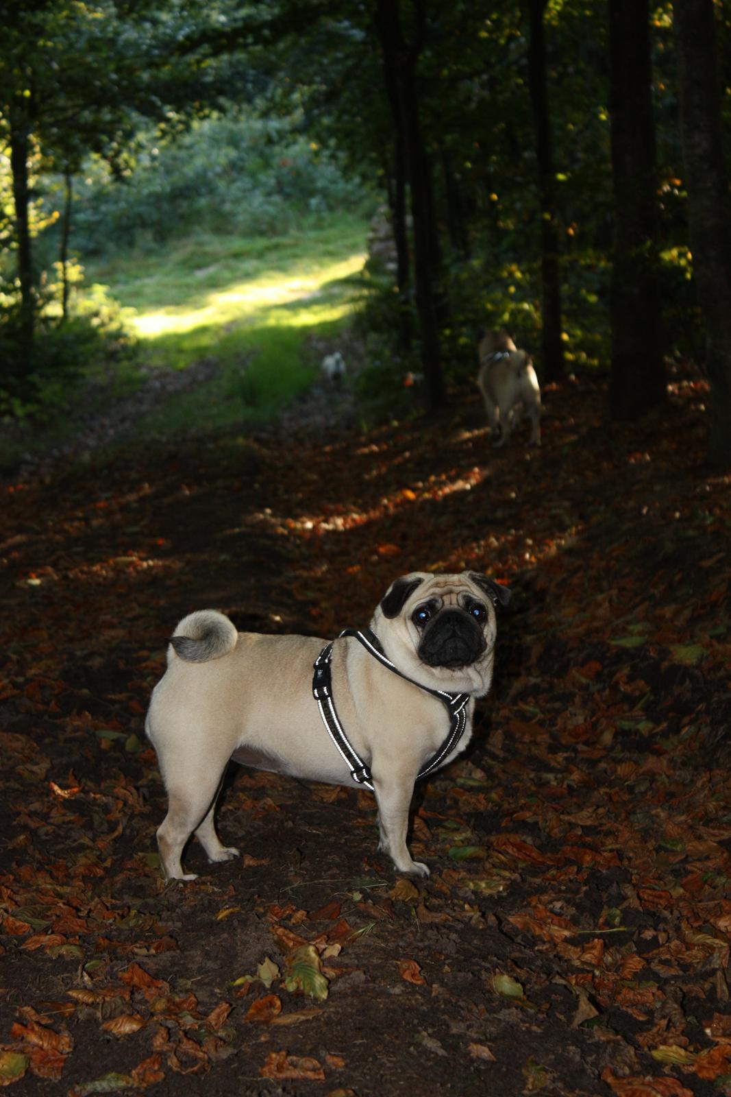 Efterårsbilleder i skoven. 10 okt. 2012 billede 1