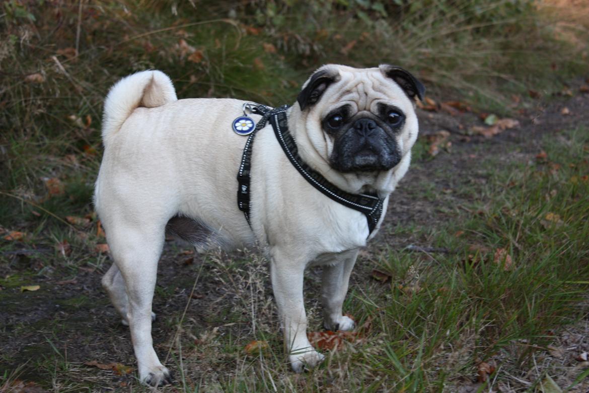 Efterårsbilleder i skoven. 10 okt. 2012 billede 2