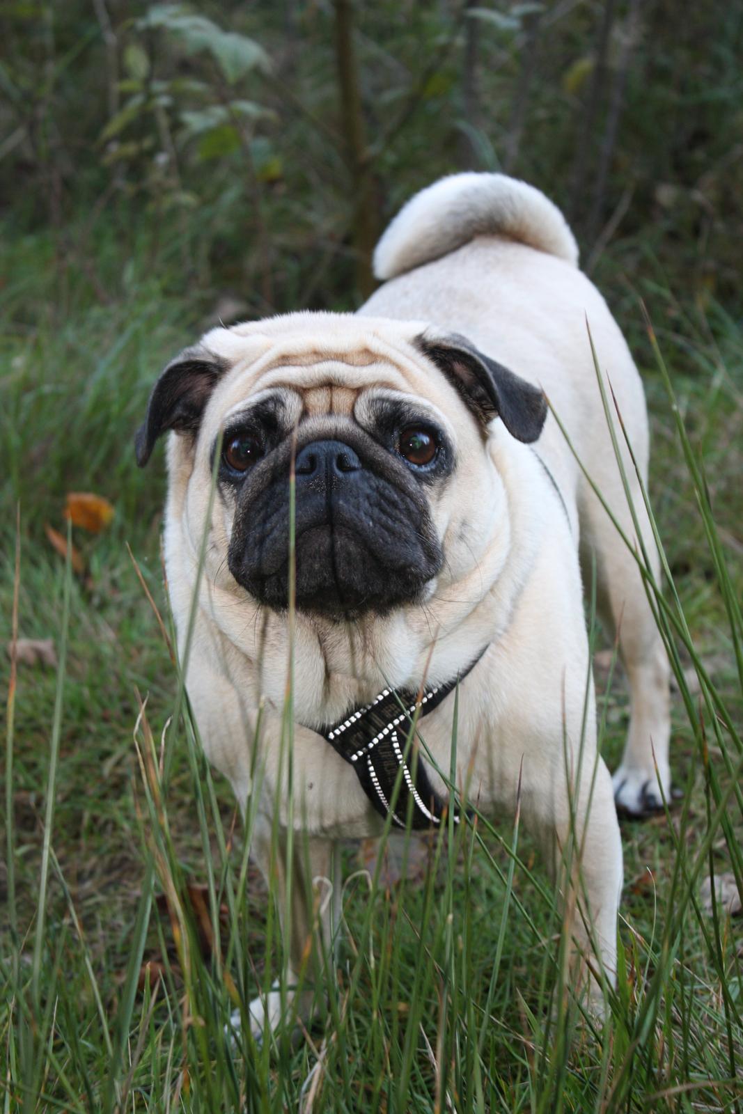 Efterårsbilleder i skoven. 10 okt. 2012 billede 3