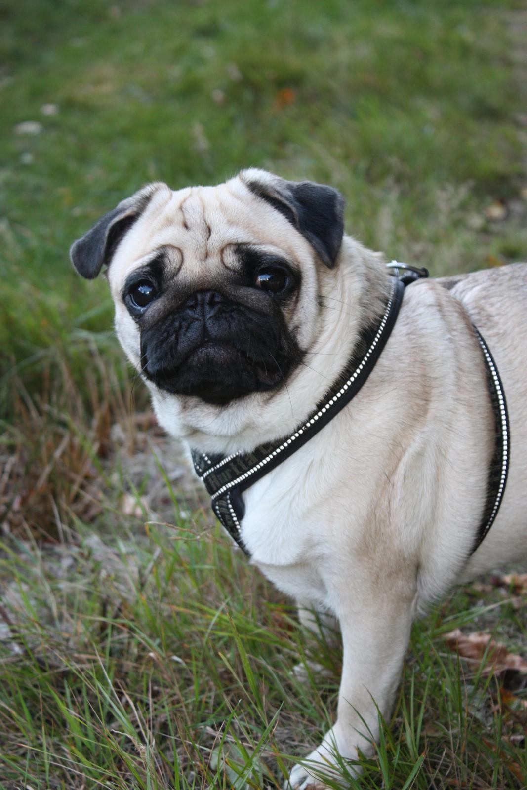 Efterårsbilleder i skoven. 10 okt. 2012 billede 4