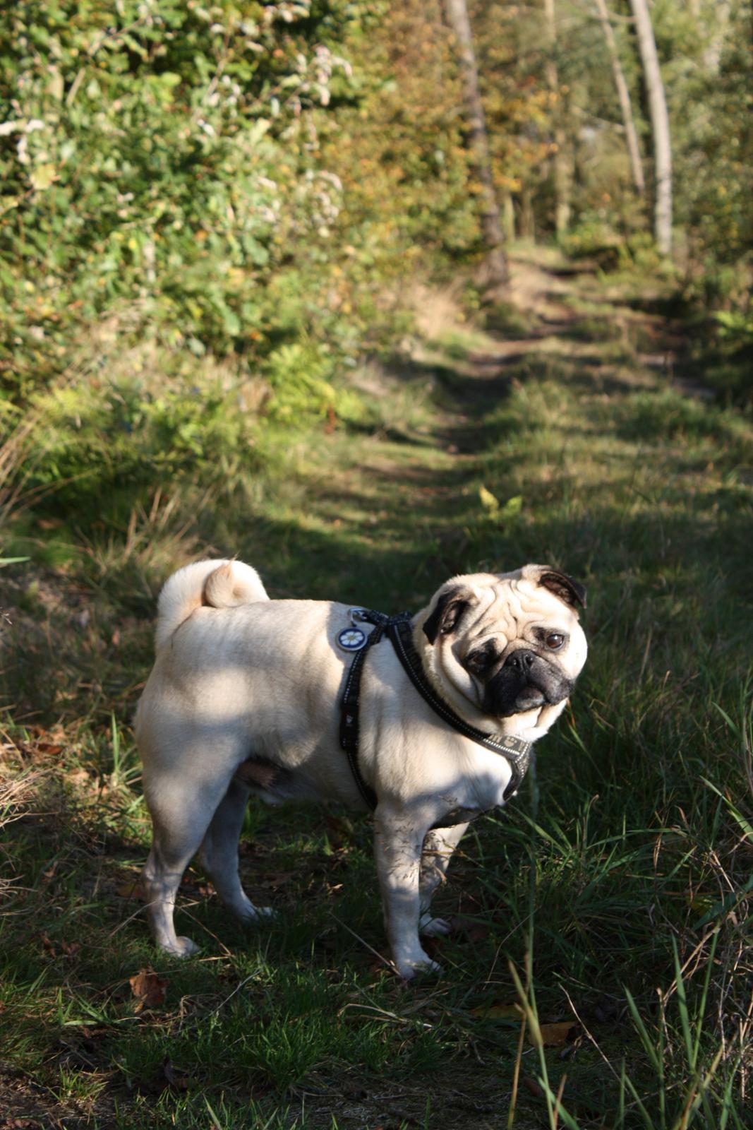 Efterårsbilleder i skoven. 10 okt. 2012 billede 5