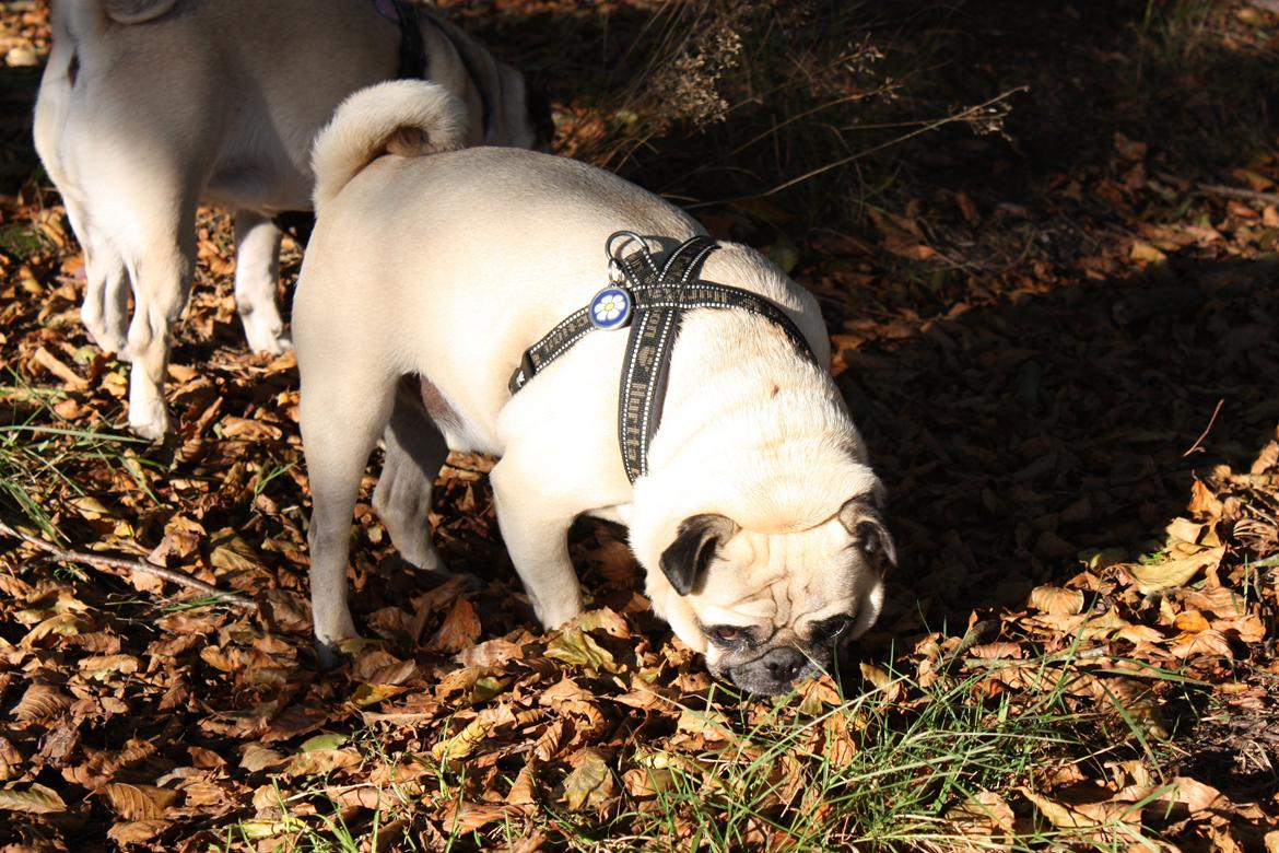 Efterårsbilleder i skoven. 10 okt. 2012 billede 6