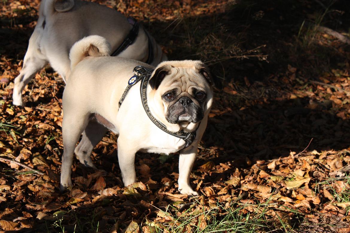 Efterårsbilleder i skoven. 10 okt. 2012 billede 7