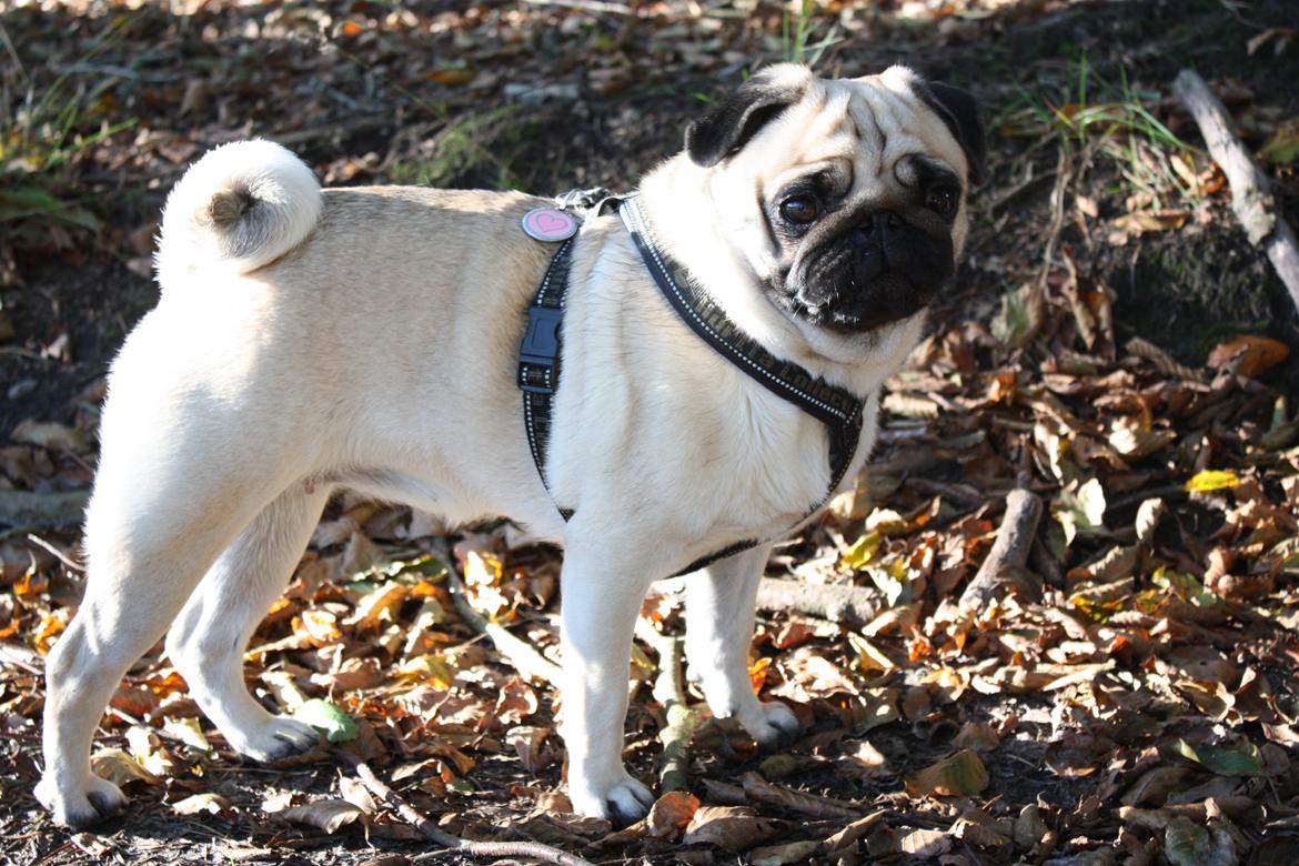 Efterårsbilleder i skoven. 10 okt. 2012 billede 8