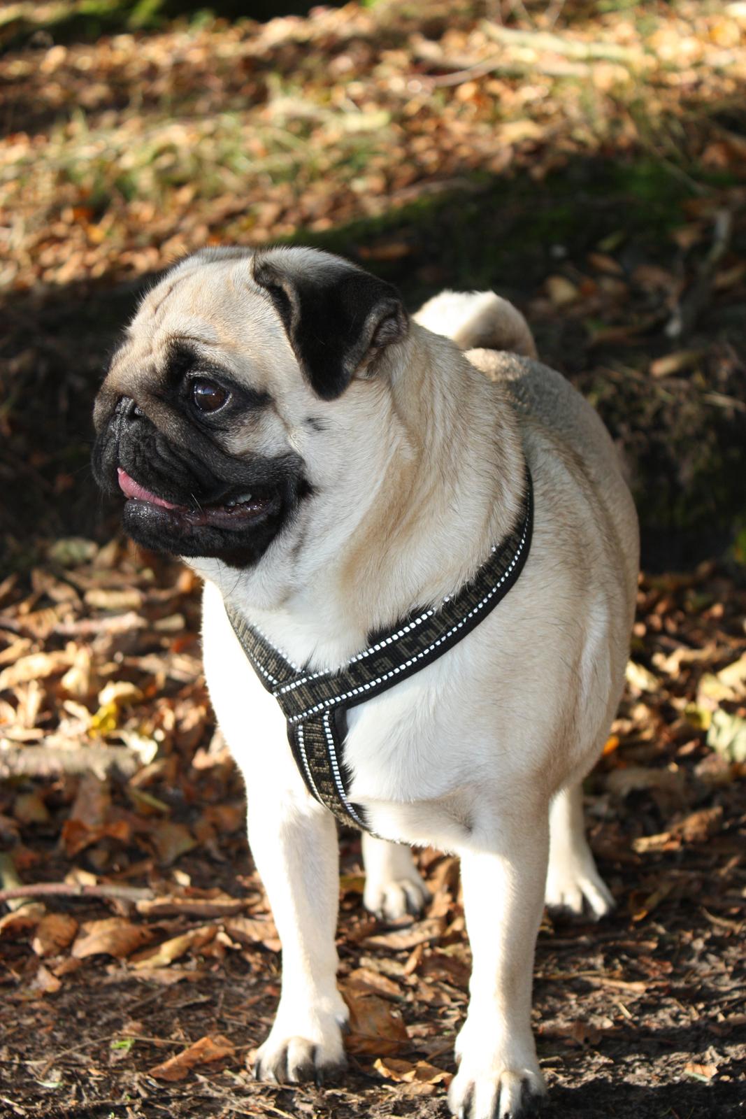 Efterårsbilleder i skoven. 10 okt. 2012 billede 9