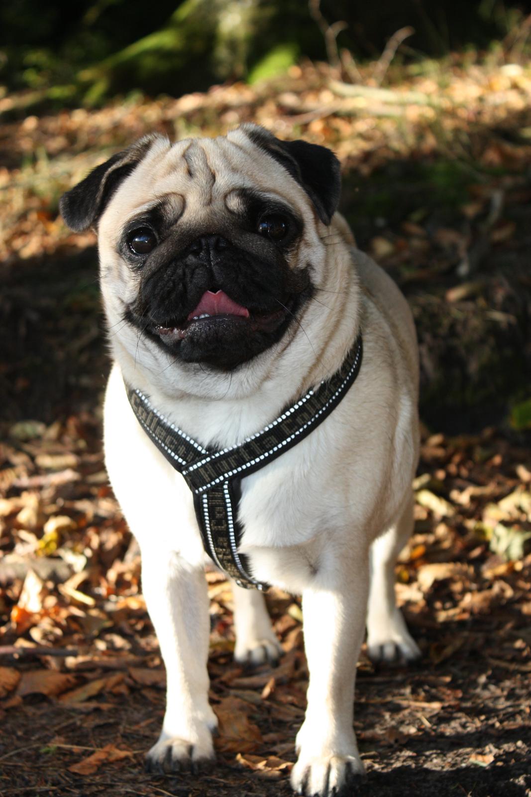 Efterårsbilleder i skoven. 10 okt. 2012 billede 10