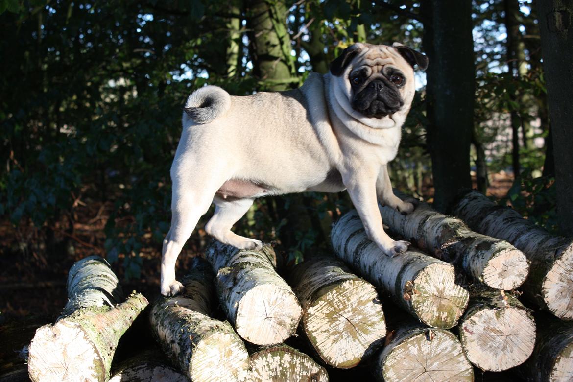 Efterårsbilleder i skoven. 10 okt. 2012 billede 11