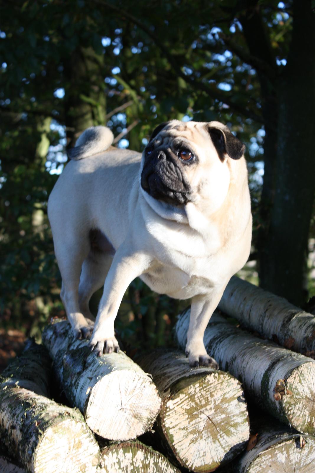 Efterårsbilleder i skoven. 10 okt. 2012 billede 12