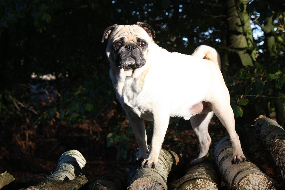 Efterårsbilleder i skoven. 10 okt. 2012 billede 14