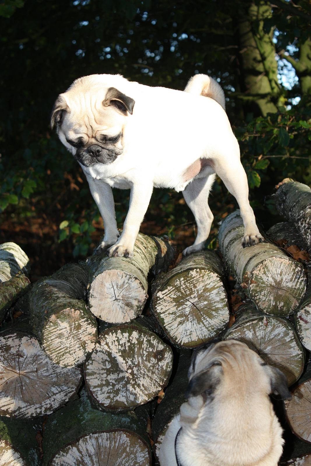 Efterårsbilleder i skoven. 10 okt. 2012 billede 16