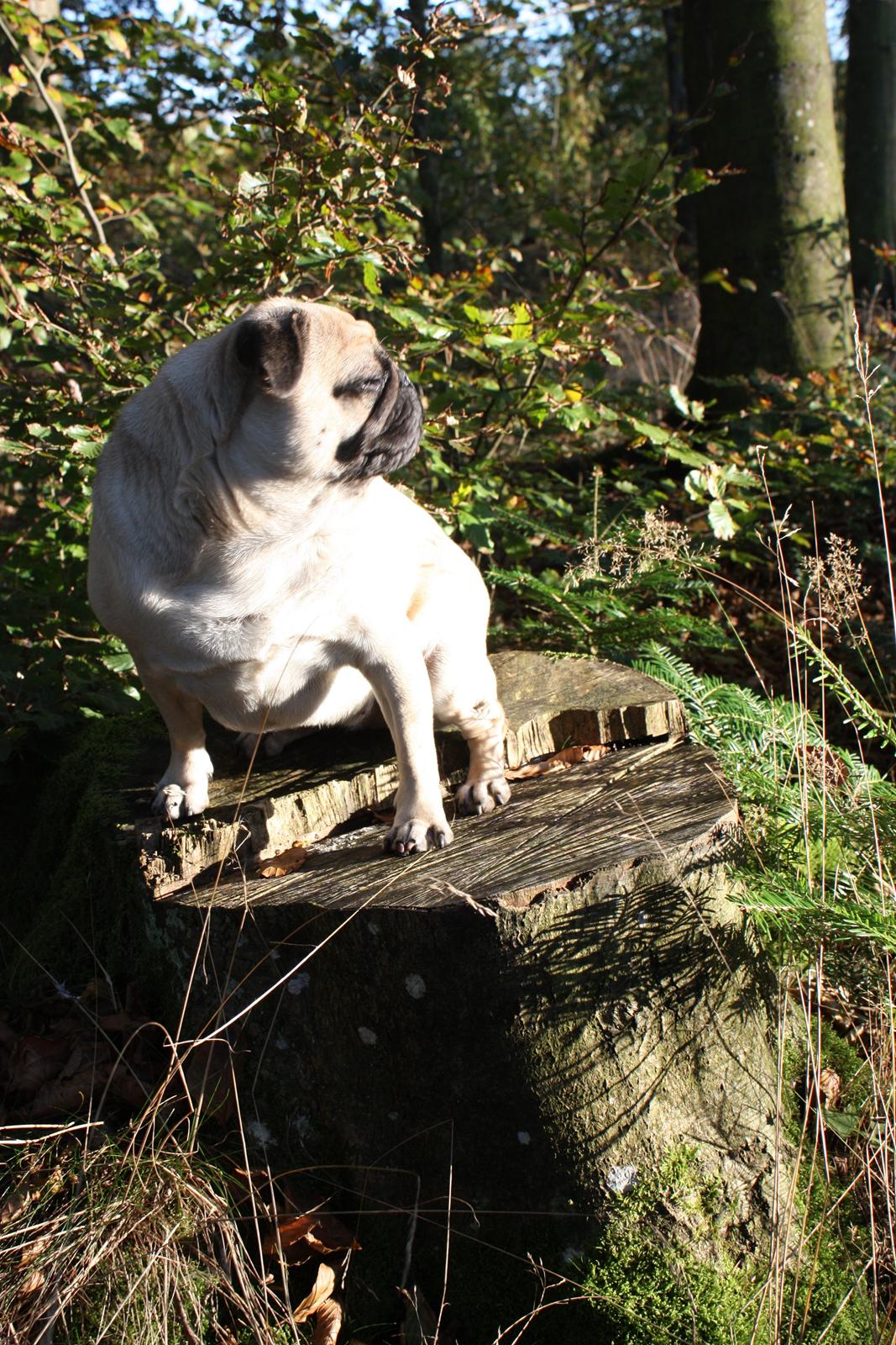 Efterårsbilleder i skoven. 10 okt. 2012 billede 17