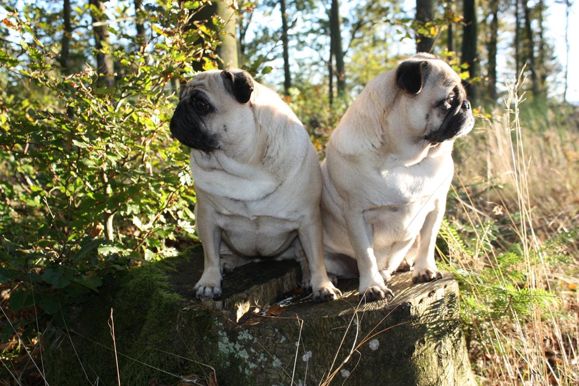 Efterårsbilleder i skoven. 10 okt. 2012 billede 18