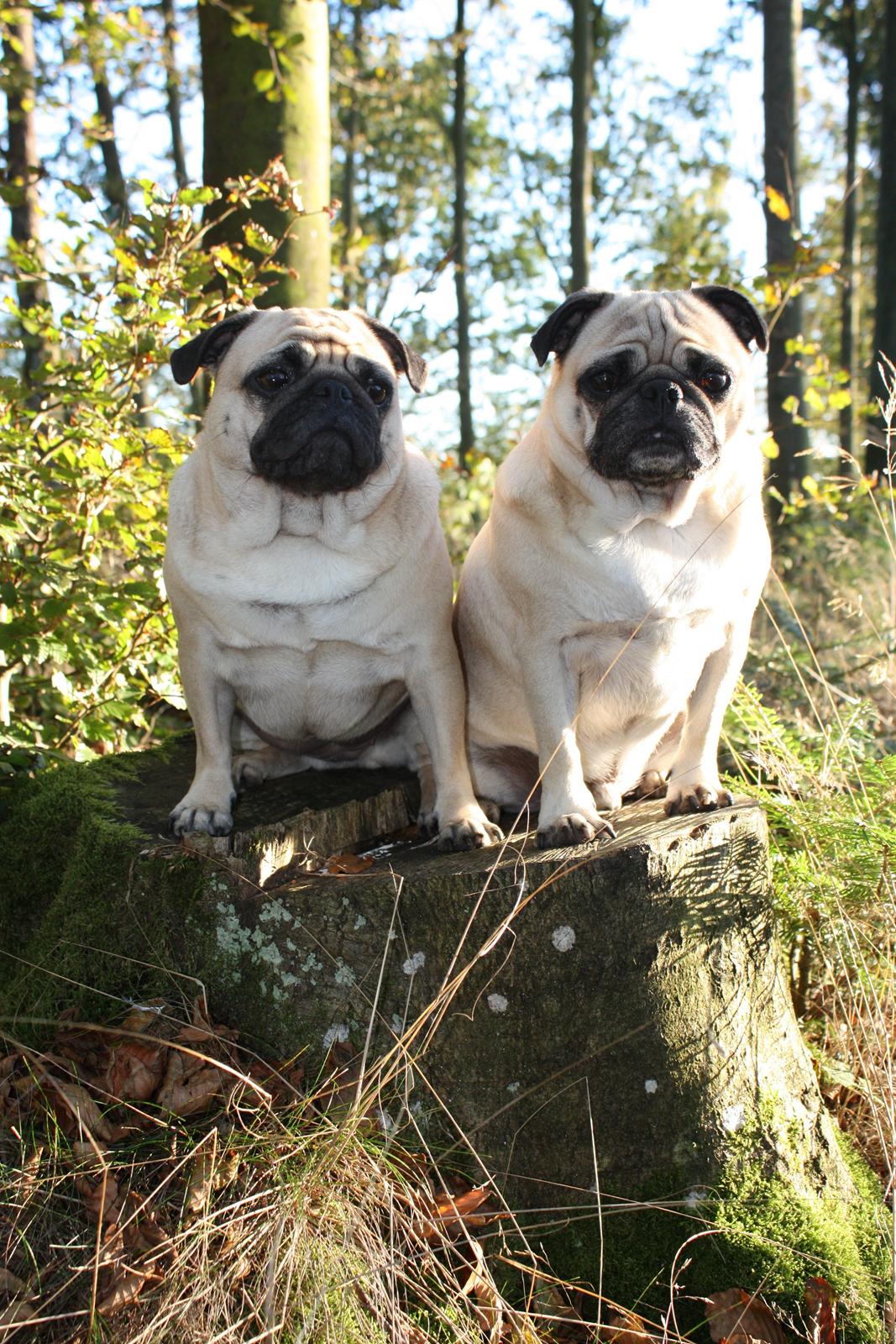 Efterårsbilleder i skoven. 10 okt. 2012 billede 19