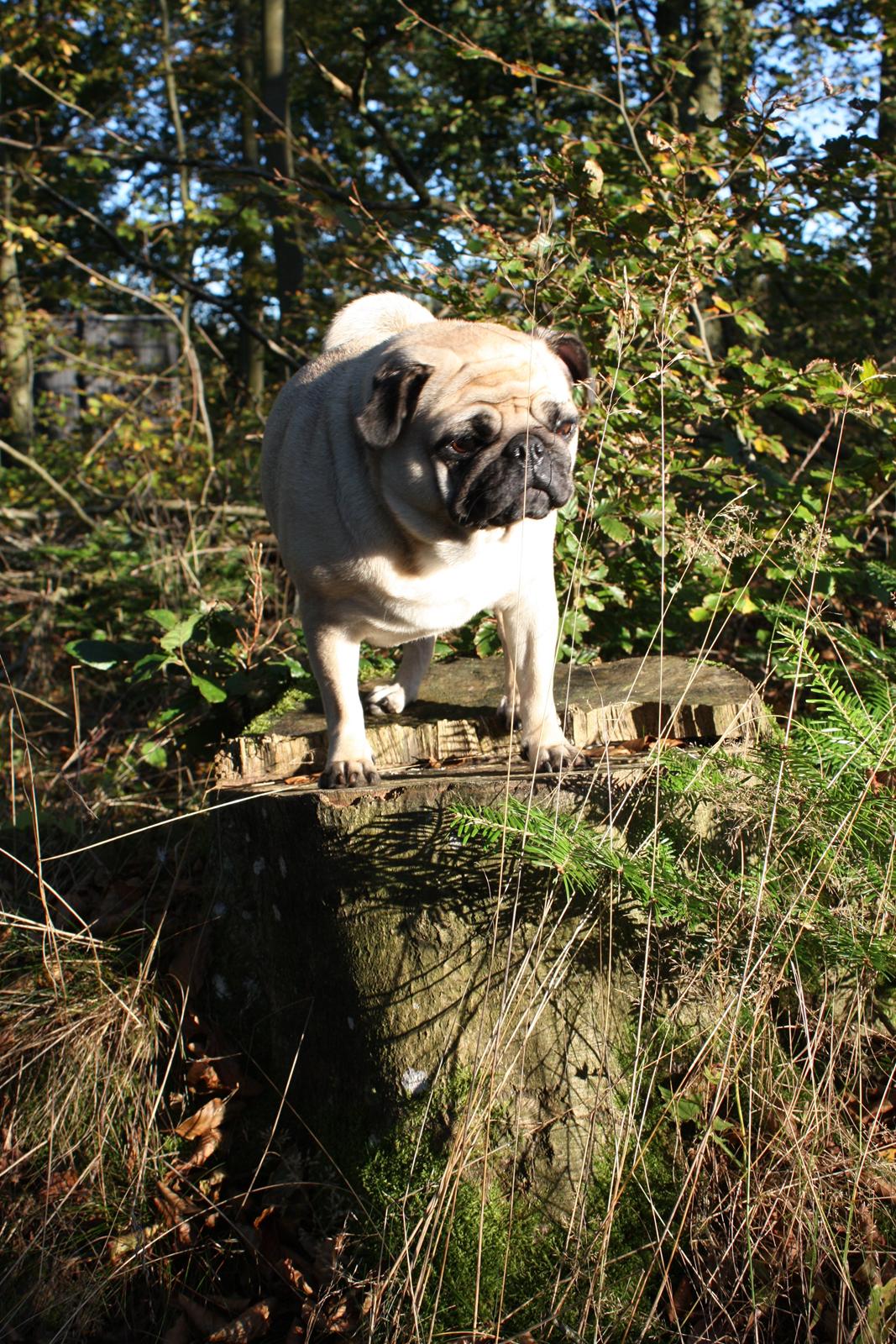 Efterårsbilleder i skoven. 10 okt. 2012 billede 20