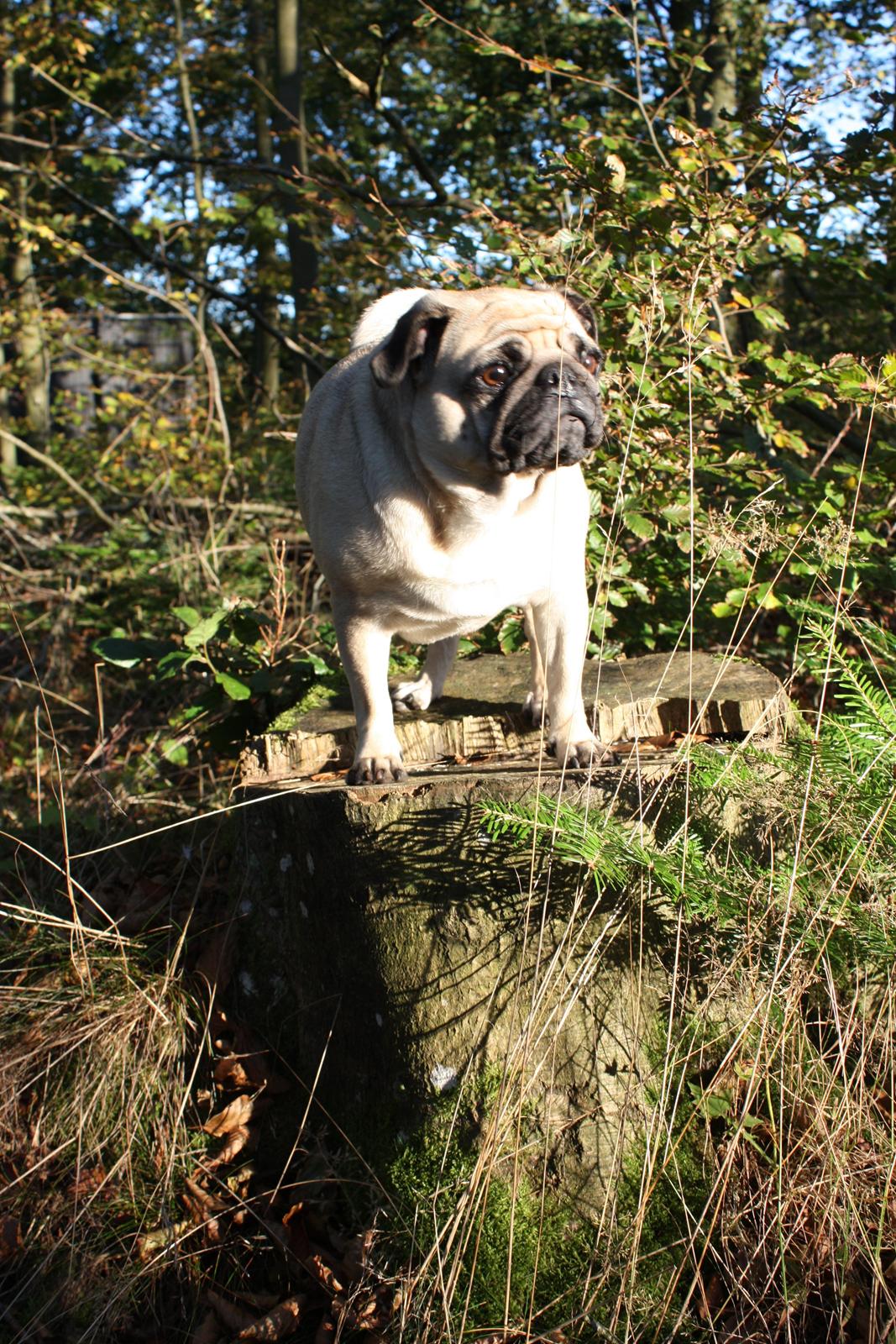 Efterårsbilleder i skoven. 10 okt. 2012 billede 21