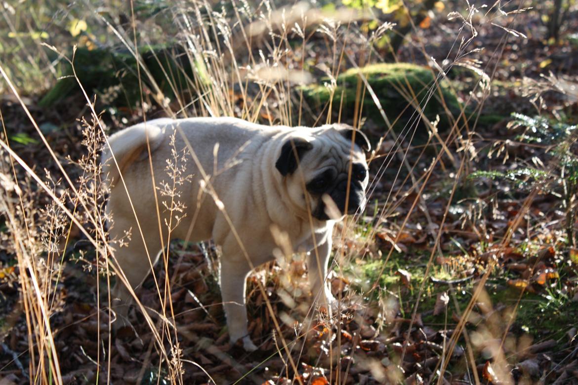 Efterårsbilleder i skoven. 10 okt. 2012 billede 22
