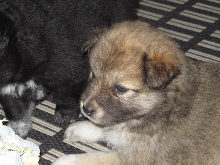 {{currentPhoto.altText}} billede {{currentPhoto.number}}