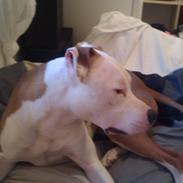 Vores Amstaff som åbenbart ikke kan oprettes herinde :(