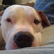 Vores Amstaff som åbenbart ikke kan oprettes herinde :(