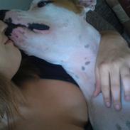 Vores Amstaff som åbenbart ikke kan oprettes herinde :(