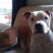 Vores Amstaff som åbenbart ikke kan oprettes herinde :(