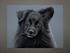 Tegninger af mine hunde