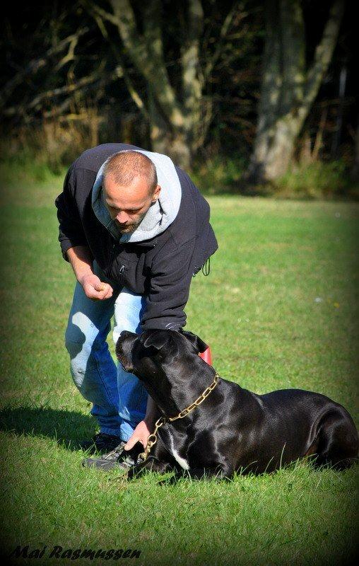 Billeder fra hundetræning <3  - Min hundetræner med min hund billede 11