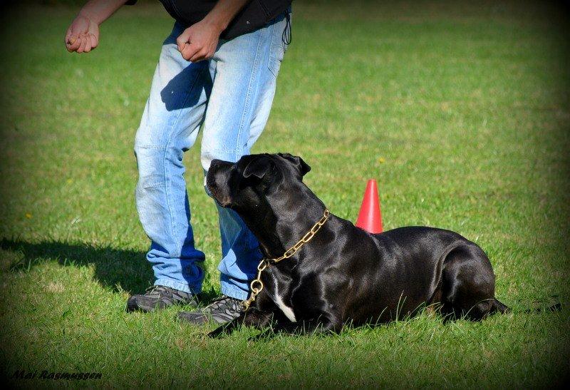 Billeder fra hundetræning <3  - Min hundetræner med min hund billede 12