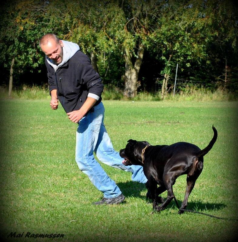 Billeder fra hundetræning <3  - Min hundetræner med min hund billede 13