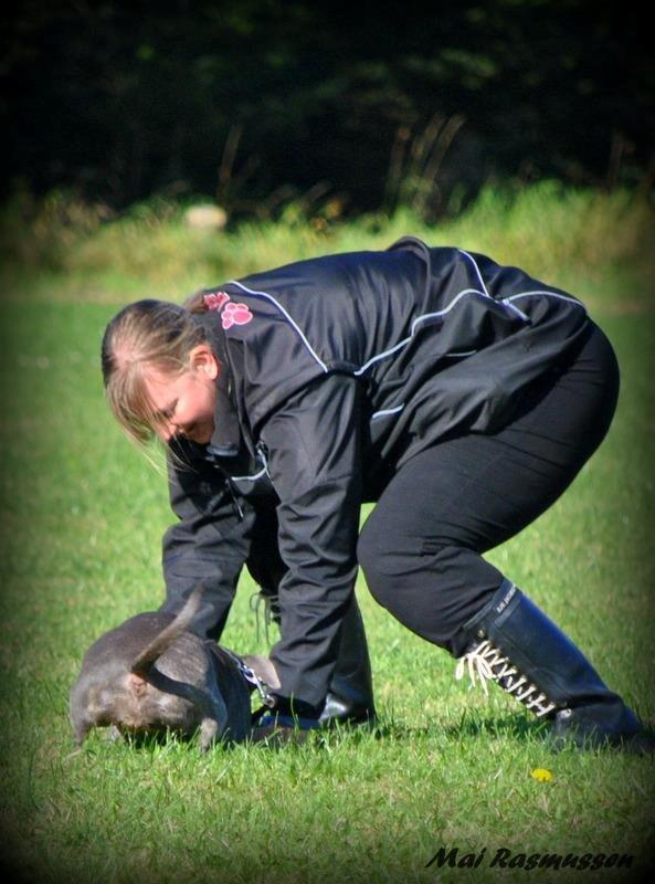 Billeder fra hundetræning <3  billede 14