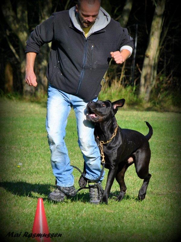 Billeder fra hundetræning <3  - Min hundetræner med min hund billede 16