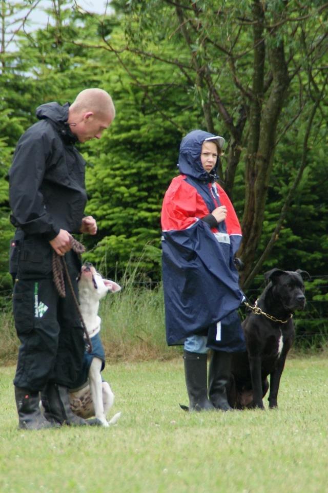 Billeder fra hundetræning <3  - Her er det Emma som får lov til at træne min hund Akir, hun har haft part på min Welsh Hingst og vi får heldigvis stadigvæk tit besøg af hende <3 billede 18