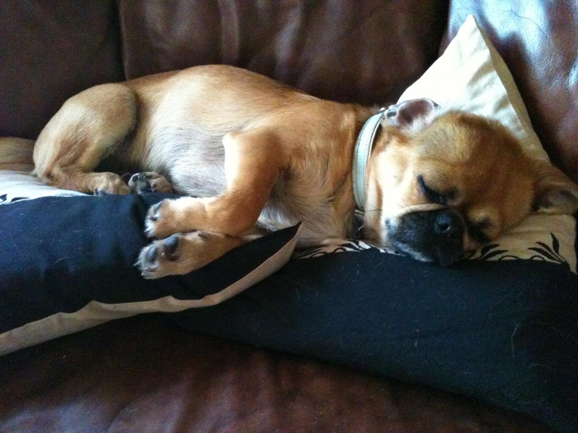 Blandet billder  billede 7