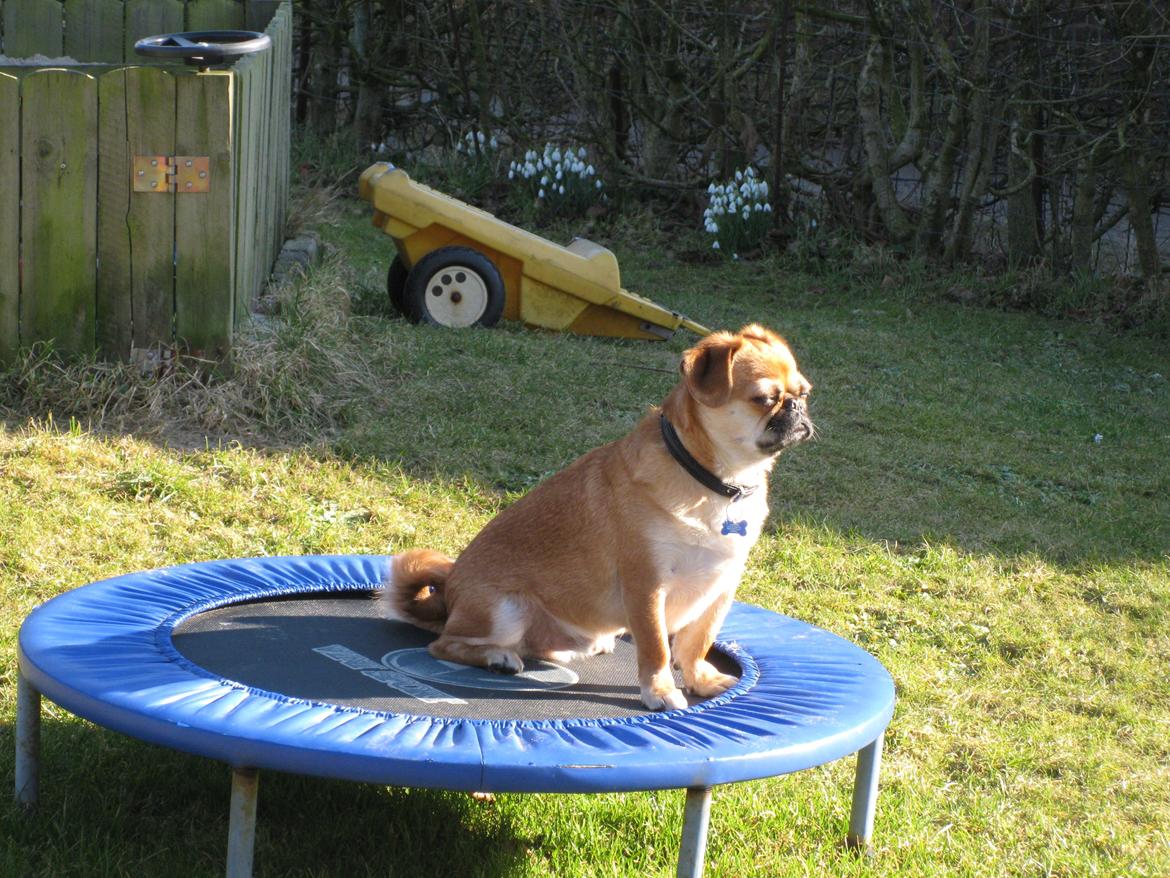 Blandet billder  billede 12