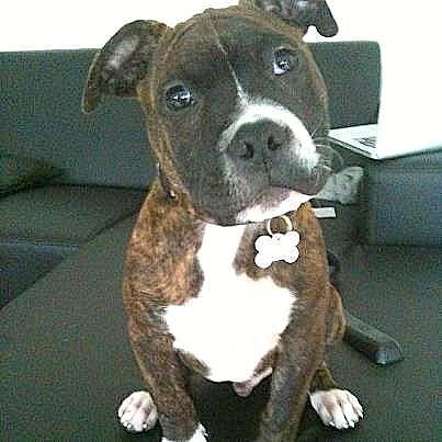 Chao Chao's lillebror Kenzo :) billede 1