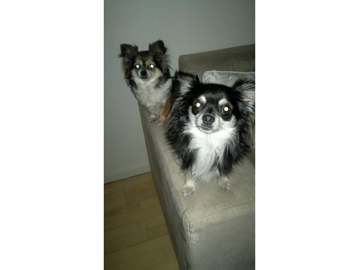 {{currentPhoto.altText}} billede {{currentPhoto.number}}