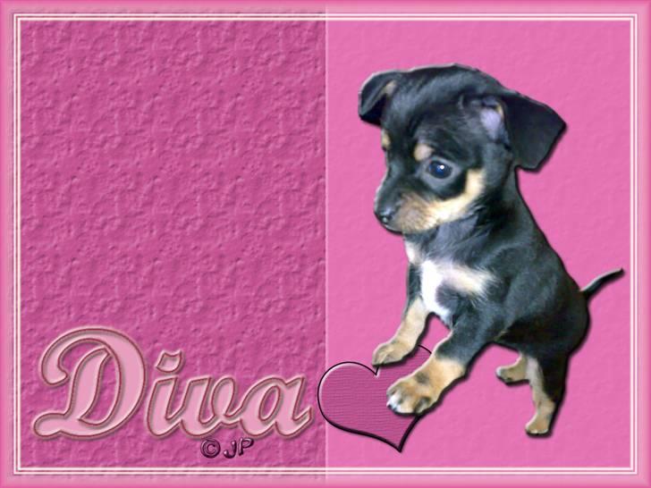 Enkle og søde wallpapers - En rigtig Diva billede 9