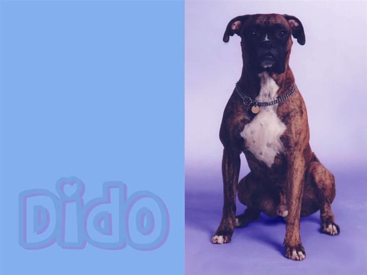 Enkle og søde wallpapers - Vores gamle boxer :-) Miss you. billede 10