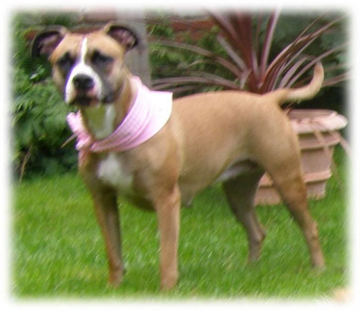 Rynke Dyret nu med Charmeklud - Se min nye Charmeklud billede 2