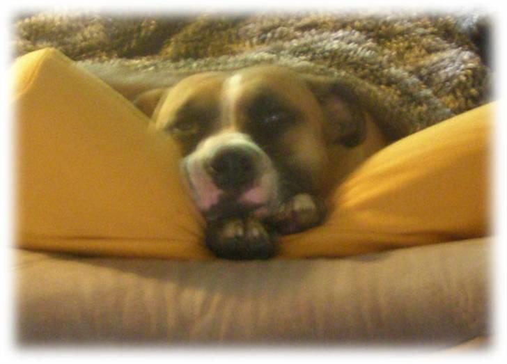 Rynke Dyret nu med Charmeklud - Det er hårdt at være på ferie hos mormor... SNORK billede 3