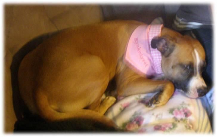 Rynke Dyret nu med Charmeklud - Blev lige lidt flov da jeg fik den på, men det gik over da vi skulle ud i haven billede 4