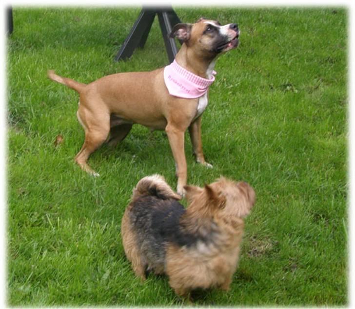 Rynke Dyret nu med Charmeklud - Kom nu med den skide bold mormor.......... billede 6