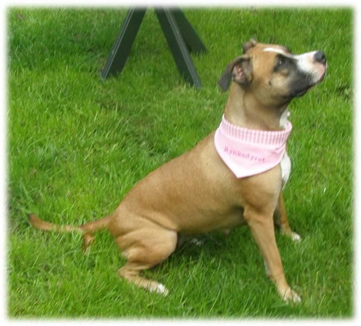 Rynke Dyret nu med Charmeklud - Hvis jeg nu sidder fint? billede 7