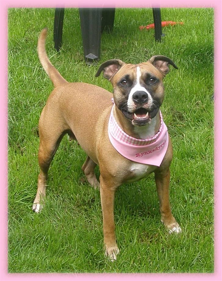 Rynke Dyret nu med Charmeklud - Er jeg ikke bare fin?? billede 1