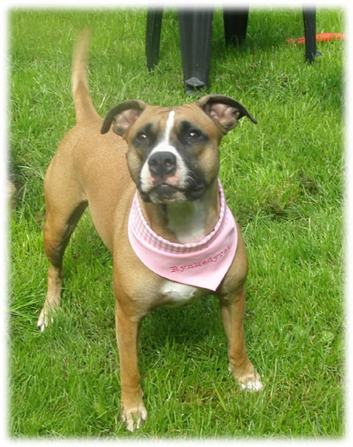 Rynke Dyret nu med Charmeklud billede 9