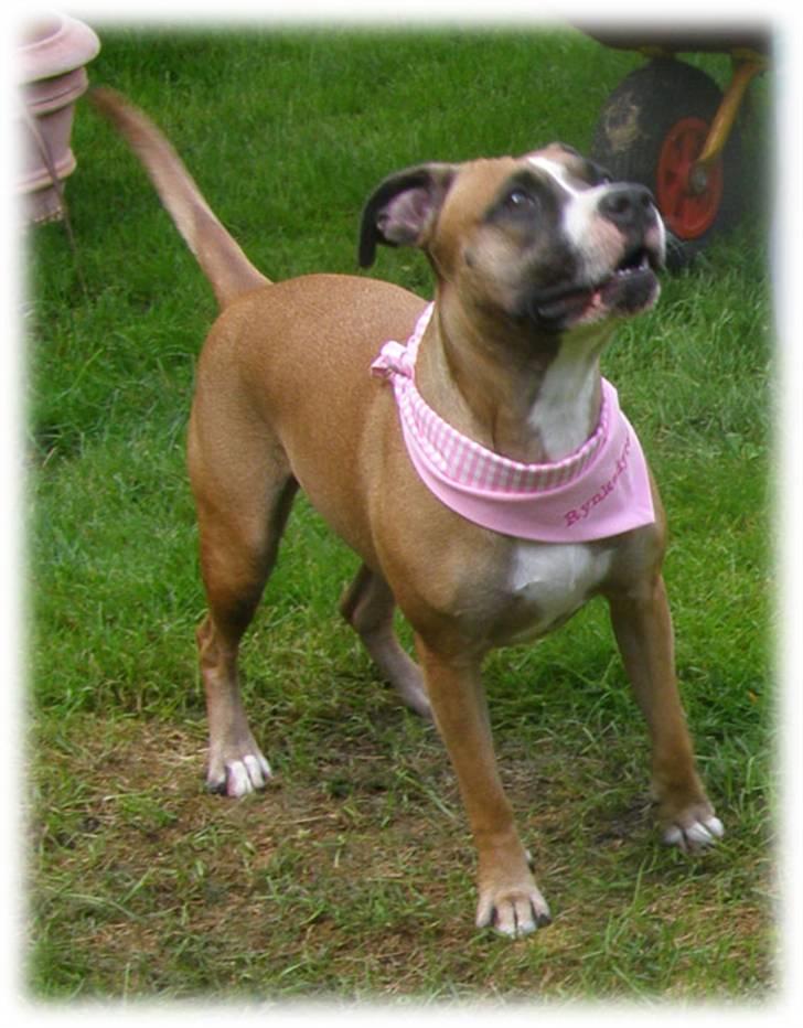 Rynke Dyret nu med Charmeklud - Øhh hvad sker der lige... billede 10