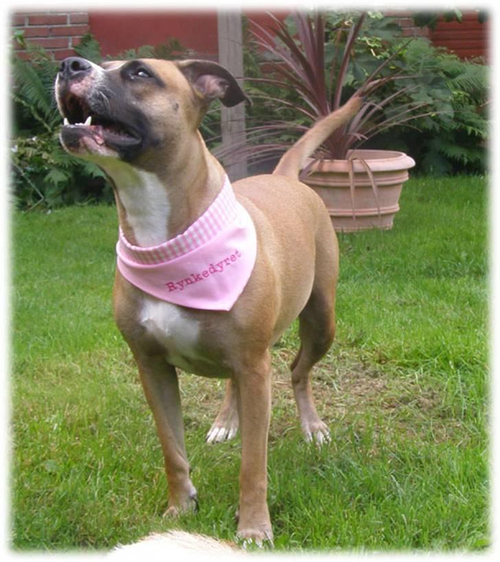 Rynke Dyret nu med Charmeklud - Ser jeg ikke intelligent ud? billede 11